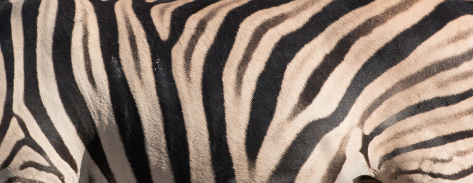 natural zebra pettern of a wild animal