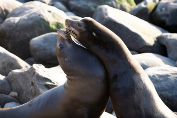 Sea Lions at ocean. Fur seal colony, arctocephalus pusillus.