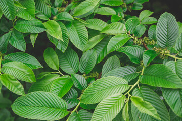 Green leaves background. Fresh green leaves for the natural background and wallpaper.Green leaves texture background.Tropical leaves creative layout with copy space for text.