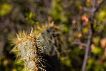 Close up of thorns cactus with blurry background