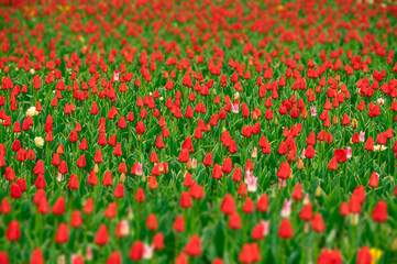 Tulip field in the Netherlands with beautifully colored blooming tulips