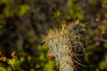 Close up of thorns cactus with blurry background