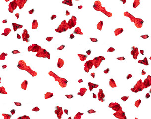 Seamless floral pattern of red and black withered, wilted poppy flower petals creatively arranged, isolated on white