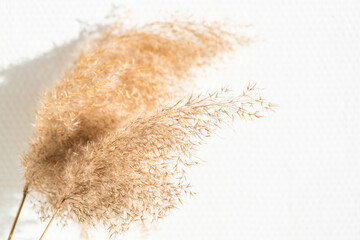 Dried reed on white wall in sunlight. - obrazy, fototapety, plakaty