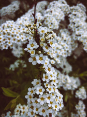 yellow-white bush of flowers with small bugs