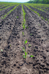 Corn field