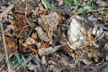 The skeleton of a dried fish lies in the grass on the beach.
