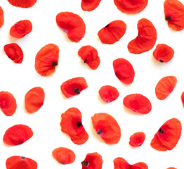 Seamless floral pattern of many red poppy flower petals, isolated on white