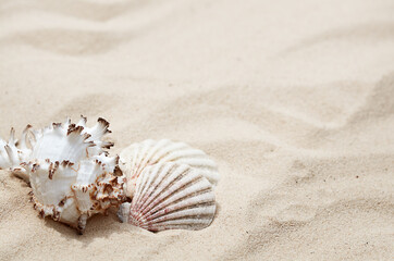 Fototapeta na wymiar seashells on the sand in summer