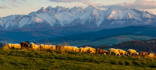 A flock of sheep grazing on a mountain meadow against the backdrop of peaks at sunset Pieniny, Poland