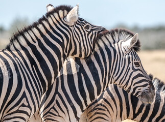 Fototapeta na wymiar zebra couple close up portrait