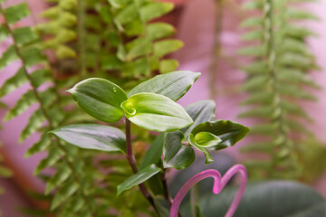 Green small leaves of a home flower close-up. In the background, green plants are out of focus. There is free copy space. Warm soft daylight.