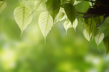 Green leaf for nature on blurred background,