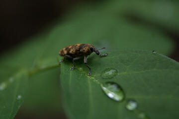 bug