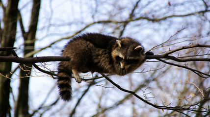 Waschb&auml;r auf einem Baum