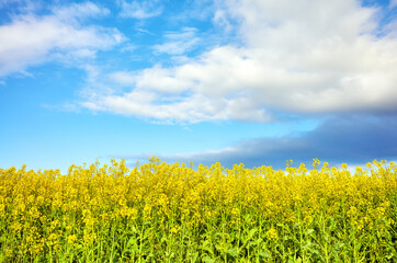 Obraz premium Field of rapeseed in blossom on a sunny day.