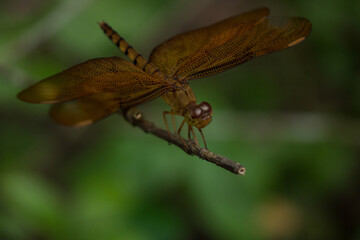 dragonfly on a leaf