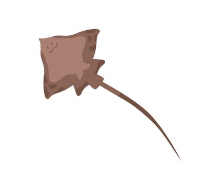 Sea stingray with tail or stinger. Marine sting ray fish isolated on white background. Bottom view of underwater animal. Colored flat vector illustration of batoidea