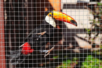 Toucan bird sits on a branch in a cage. Big toucan in tropical forest. Amazing toucan is perching on the tree branch.