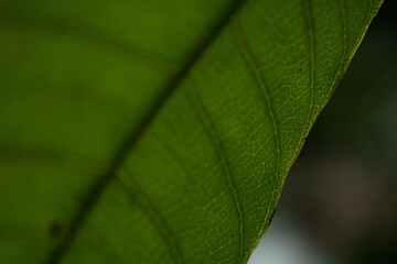 green leaf texture
