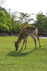 Naklejka na ściany i meble A fawn looking for food in the grass in Nara Park at dusk.