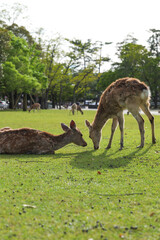 Naklejka na ściany i meble A family of deer getting along in Nara Park at dusk.