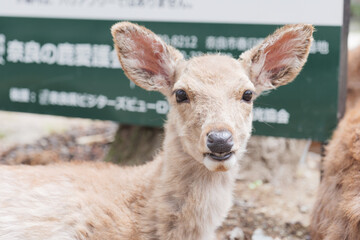 Fawn in Nara Park, Nara Prefecture, Japan, May 13, 2021.