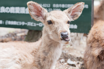 Fawn in Nara Park, Nara Prefecture, Japan, May 13, 2021.