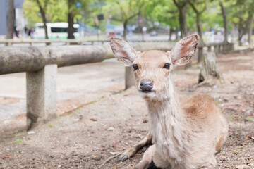 Naklejka na ściany i meble Deer relaxing in the grass, Nara Park