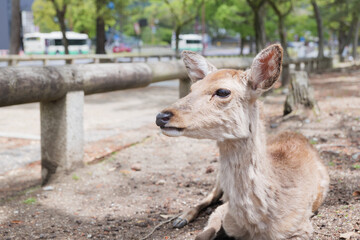 Deer relaxing in the grass, Nara Park