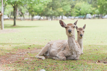 Deer relaxing in the grass, Nara Park