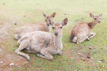 Deer relaxing in the grass, Nara Park