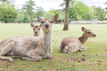 Deer relaxing in the grass, Nara Park