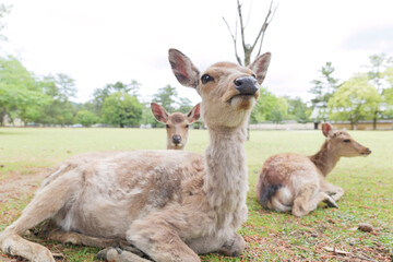 Obraz premium Deer relaxing in the grass, Nara Park