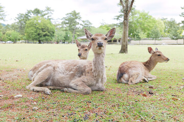 Deer relaxing in the grass, Nara Park