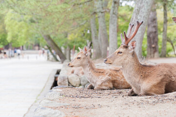 A family of deer relaxing on a stone wall in Nara Park.