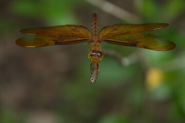 dragonfly on a twig