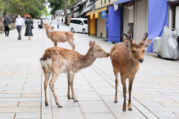 Deer wandering around Todaiji Temple, Nara, Japan, May 13, 2021.