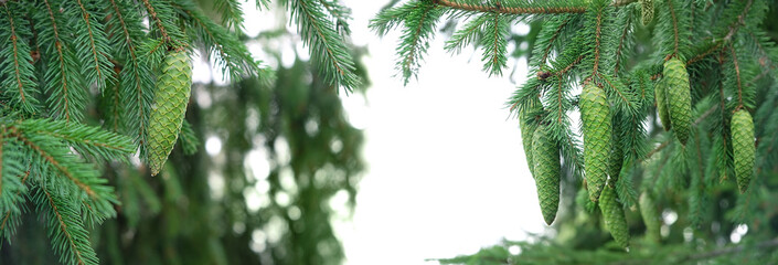 Fresh green fir cones on needles branches, natural forest background. banner