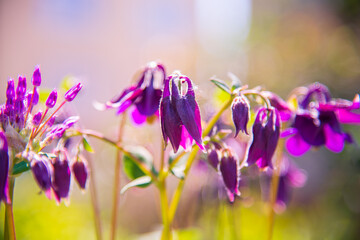 Beautiful purple bluebell flowers in sunlight
