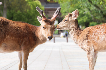 Naklejka na ściany i meble A family of deer getting along in front of Todaiji Temple, Nara.
