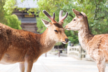 A family of deer getting along in front of Todaiji Temple, Nara.