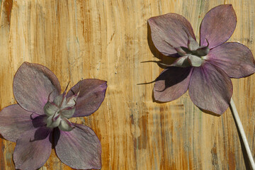 Gray-pink flowers with seeds on a ruddy, creamy beige background.