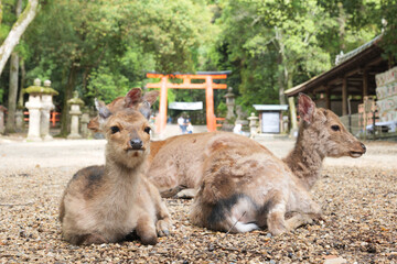 A family of deer sits in front of the torii gate of Kasuga Taisha Shrine on May 13, 2021 in Nara, Japan.
