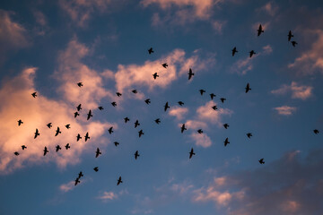 birds in the sky