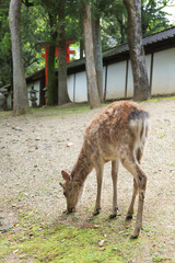 A deer looking for something to eat in the grounds of Kasuga Taisha Shrine.
