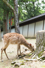 A deer looking for something to eat in the grounds of Kasuga Taisha Shrine.