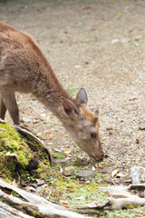 A deer looking for something to eat in the grounds of Kasuga Taisha Shrine.