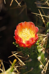 Żółtopomarańczowy kwiat kaktusa w makro zbliżeniu - obrazy, fototapety, plakaty
