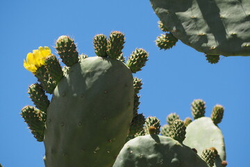 Kwitnące kwiaty kaktusa na tle czystego nieba - obrazy, fototapety, plakaty